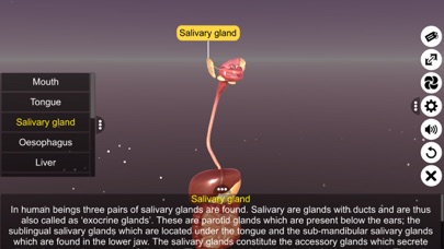 3D Human Digestive System Screenshot