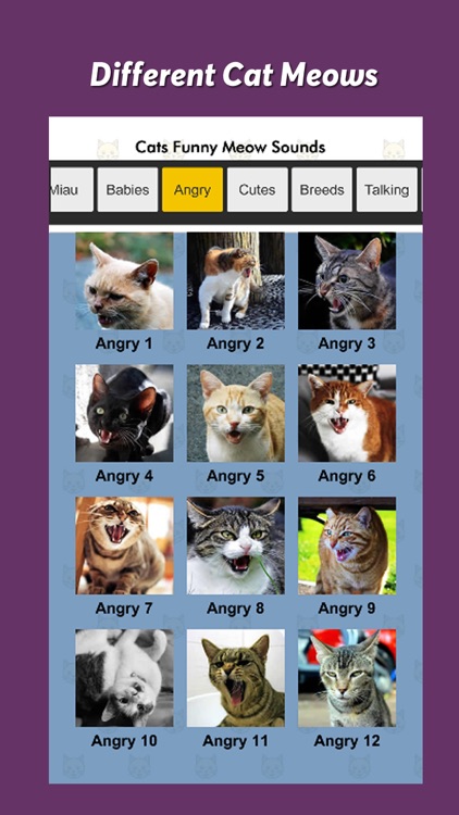 Cats Funny Meow Sounds