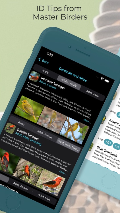 Learn Bird Watching—Larkwire screenshot-4