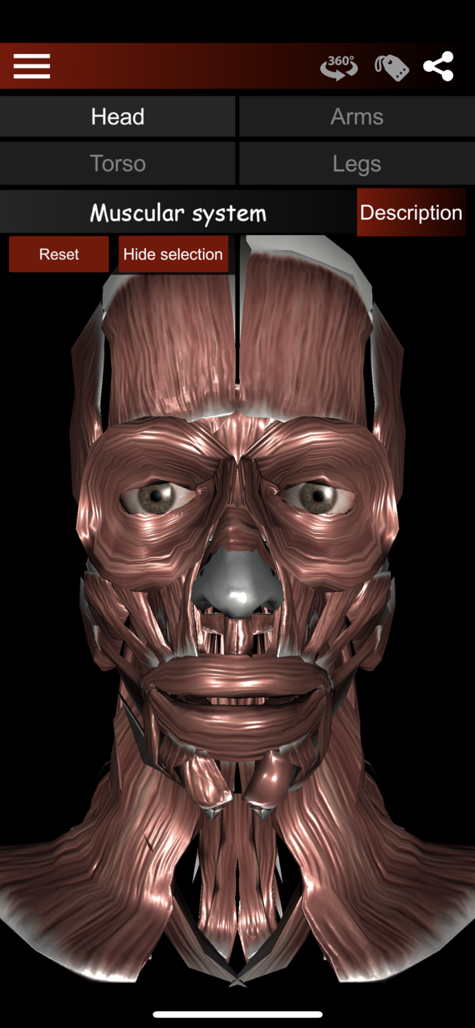 Muscular System 3D anatomy