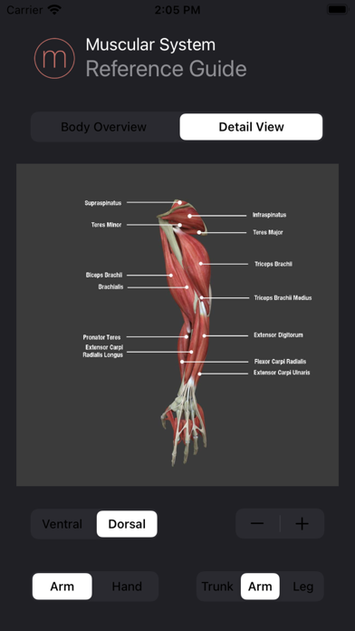 Human Muscular System Guide Screenshot