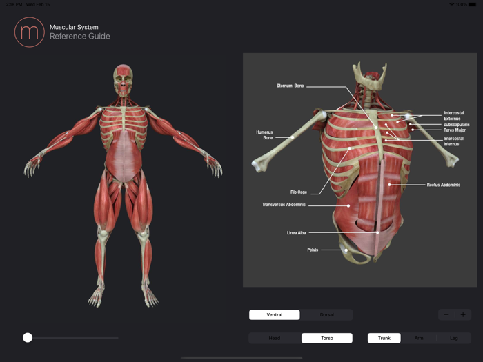 Human Muscular System Guide