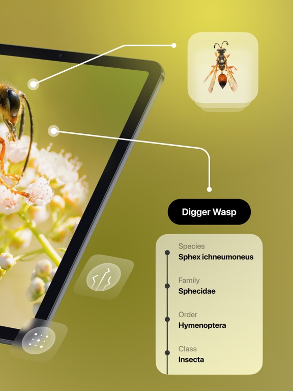 Screenshot #5 pour Insect Identifier