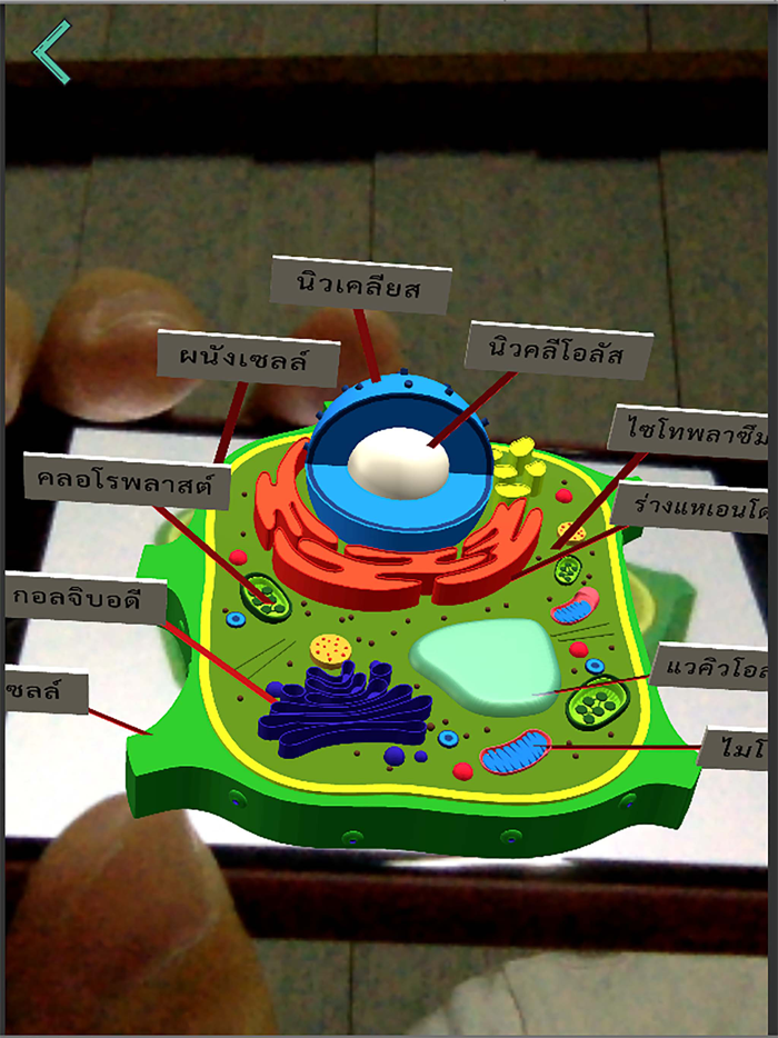 Plant Cell
