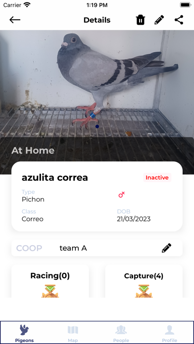 PigeonsFly Screenshot