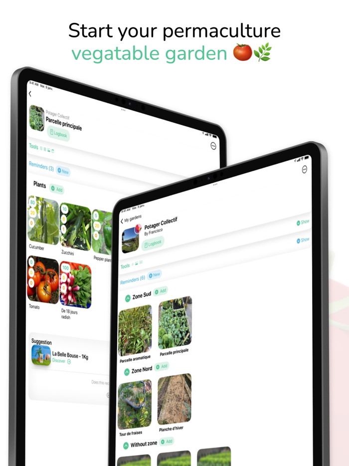 Tomate and Basilic- Permaculture