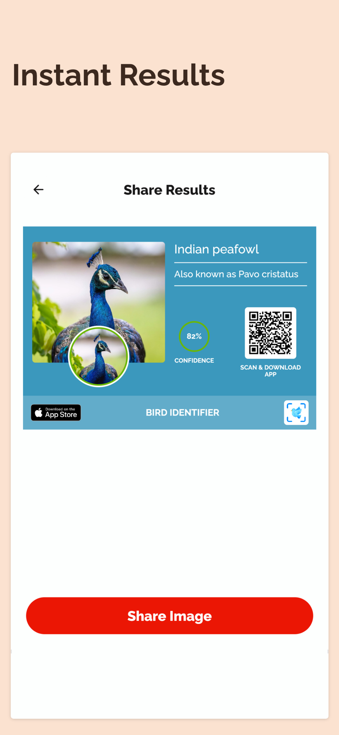 Bird Identifier Bird Id