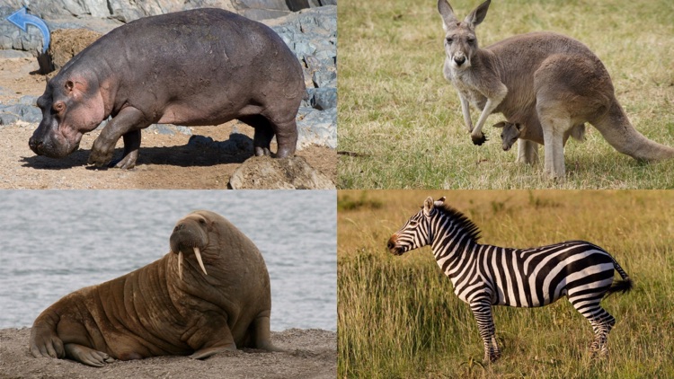 Animals for Kids, full game screenshot-6