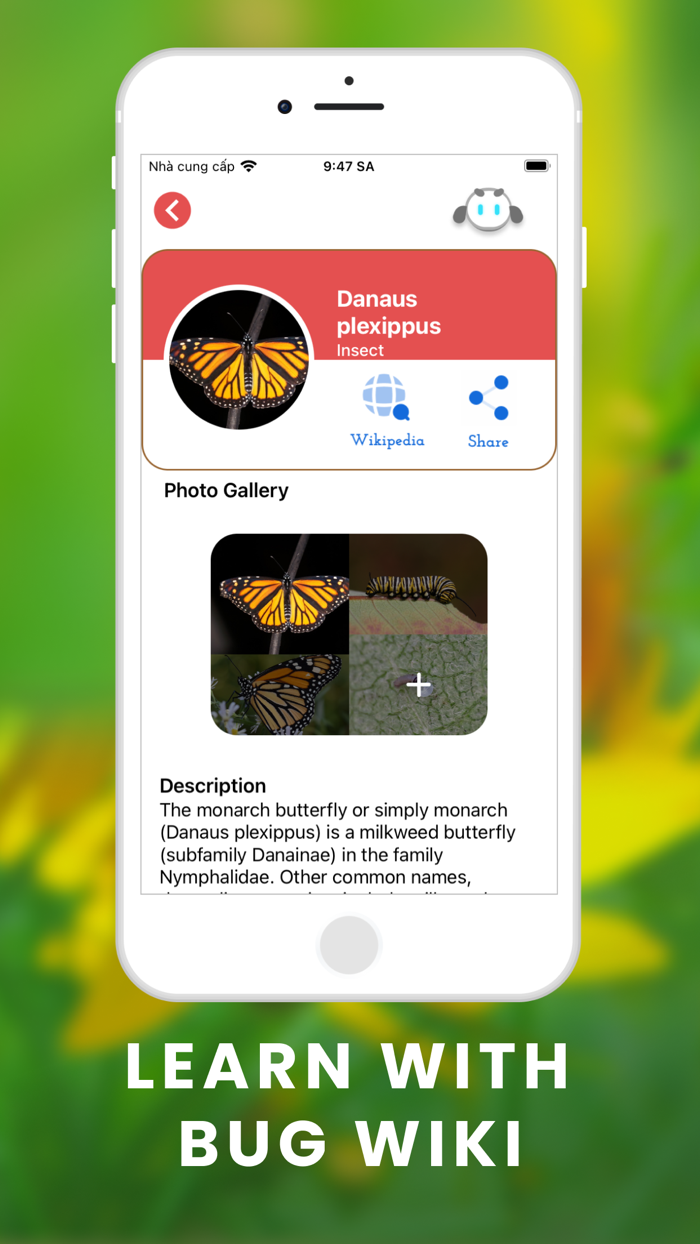 What bug is this Identify bugs