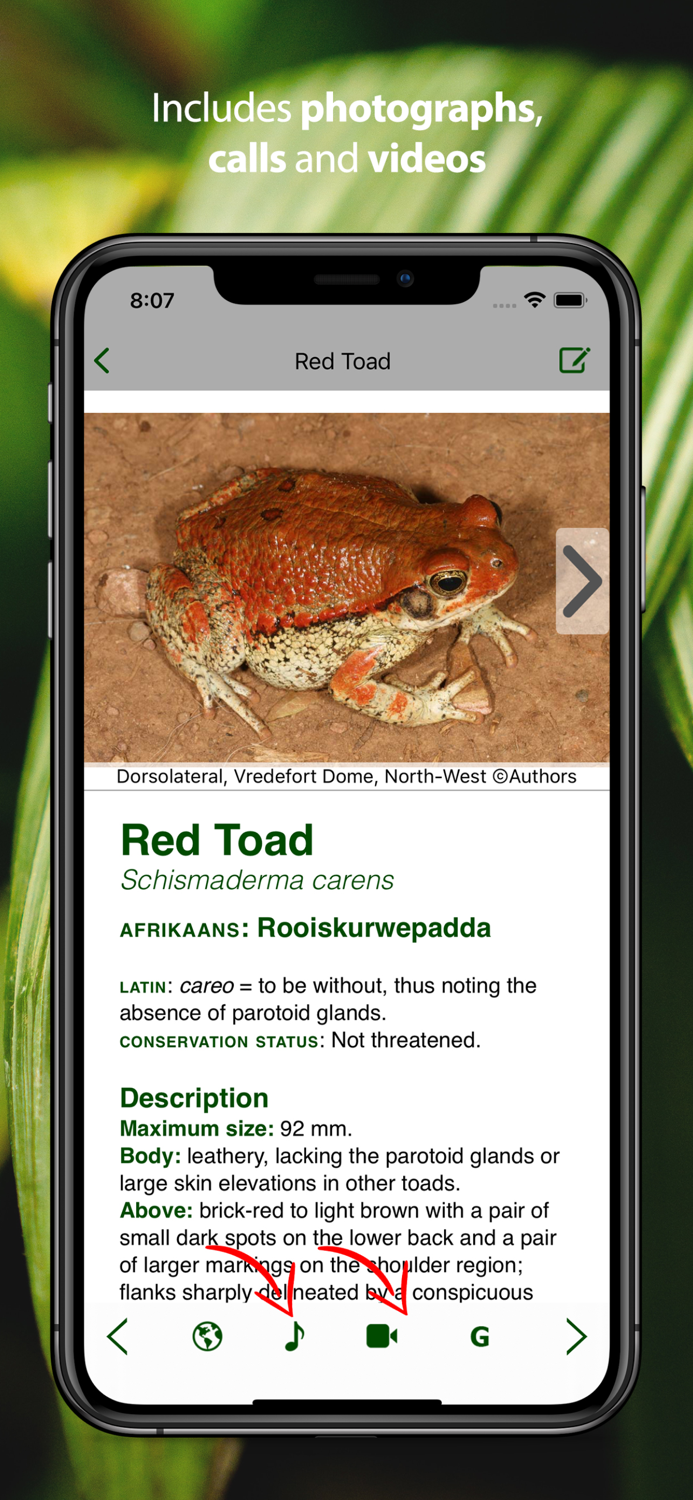 Frogs of Southern Africa