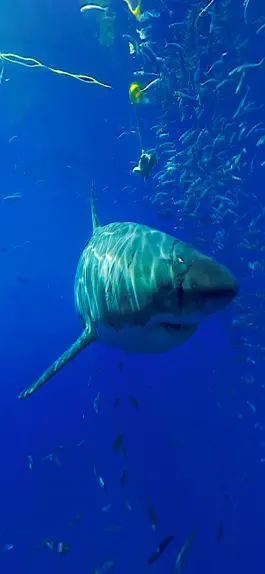 Game screenshot Virtual Reality OCEANS! mod apk