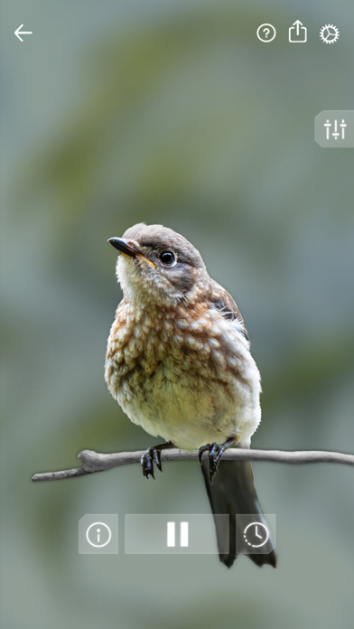Bird Sounds Relax Screenshot