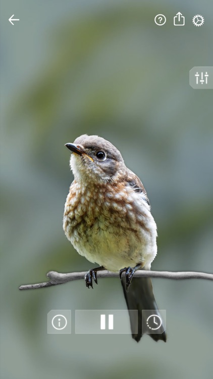 Bird Sounds Relax