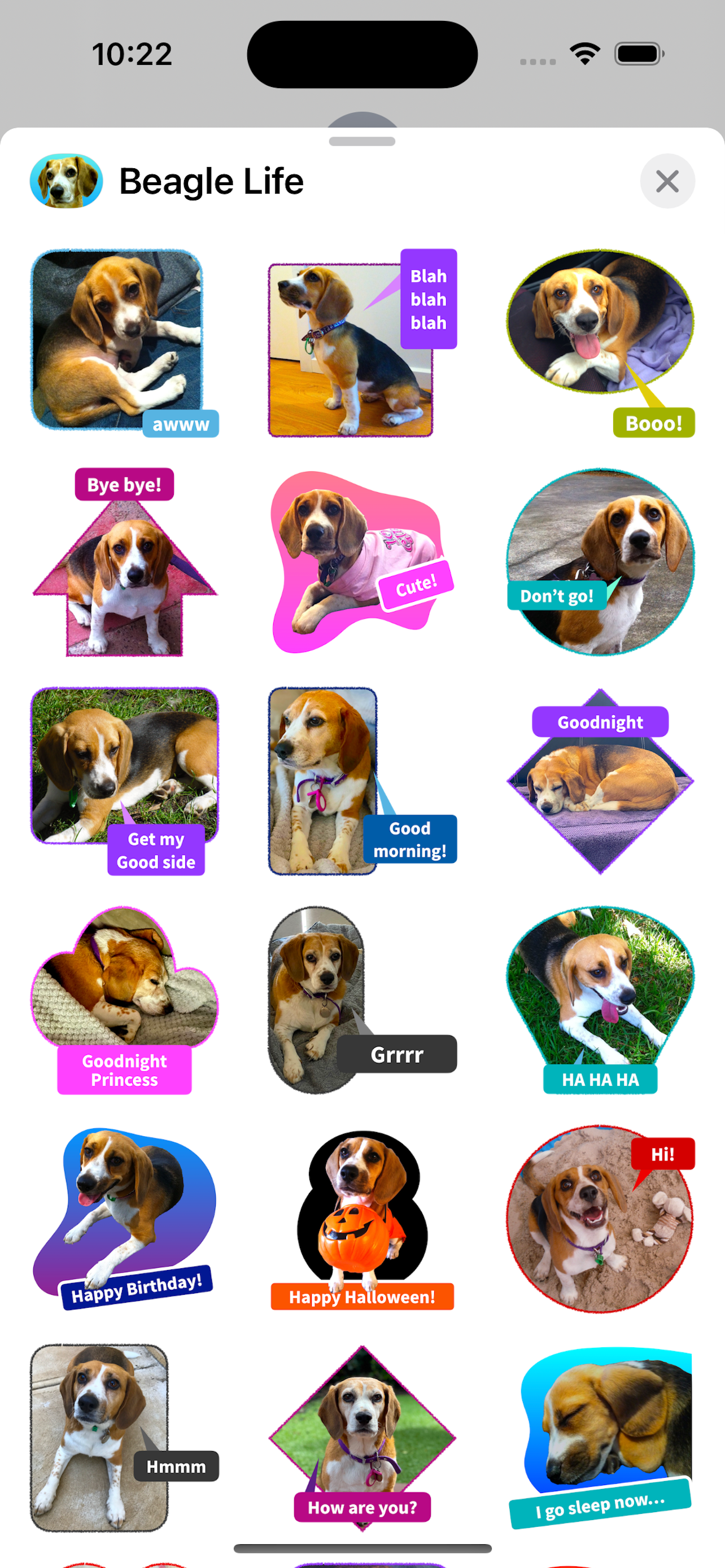 Beagle Dog Life