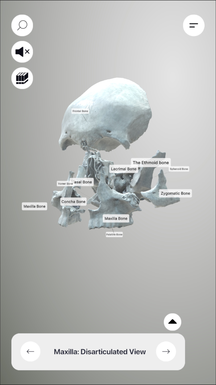 3D Osteology