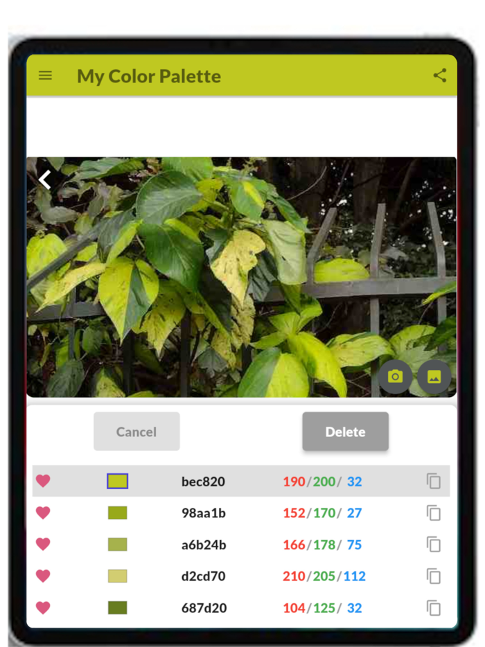 My Color Palette with Photos
