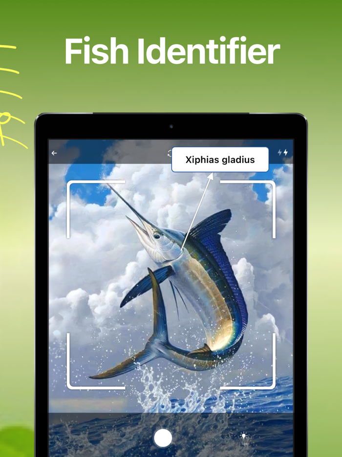 Bird Song Identifier Sounds ID