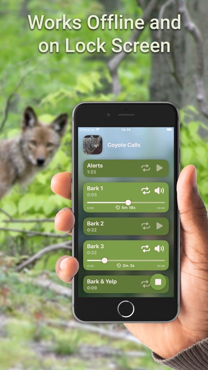 Hunting Calls: Coyote