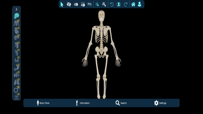Vesalii Anatomy Student Screenshot
