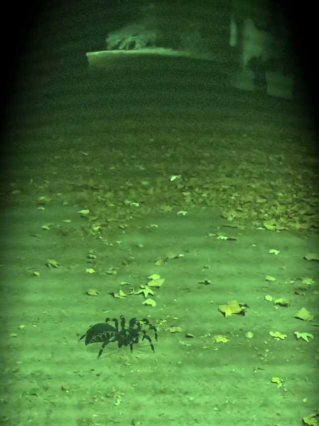 Screenshot dei ragni AR