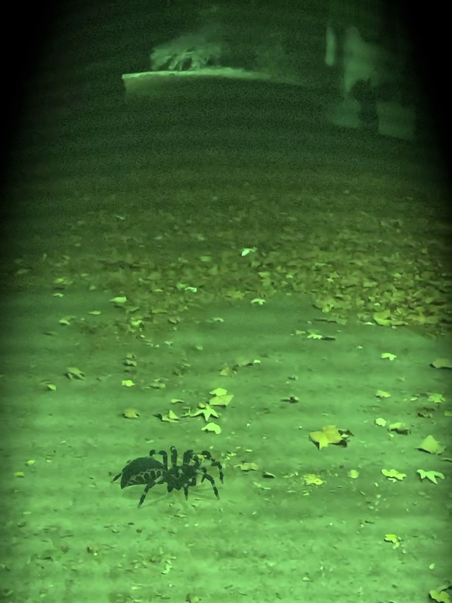 AR Spiders Screenshot