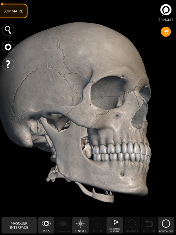 Screenshot #6 pour Squelette Anatomie 3D