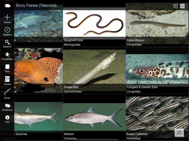 Reef Fishes of East Indies V1 on the App Store