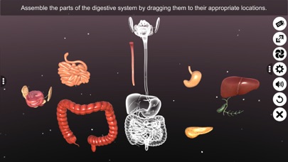 3D Human Digestive System Screenshot