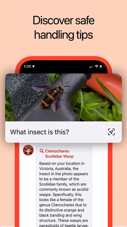 Insect Identifier: AI Scanner