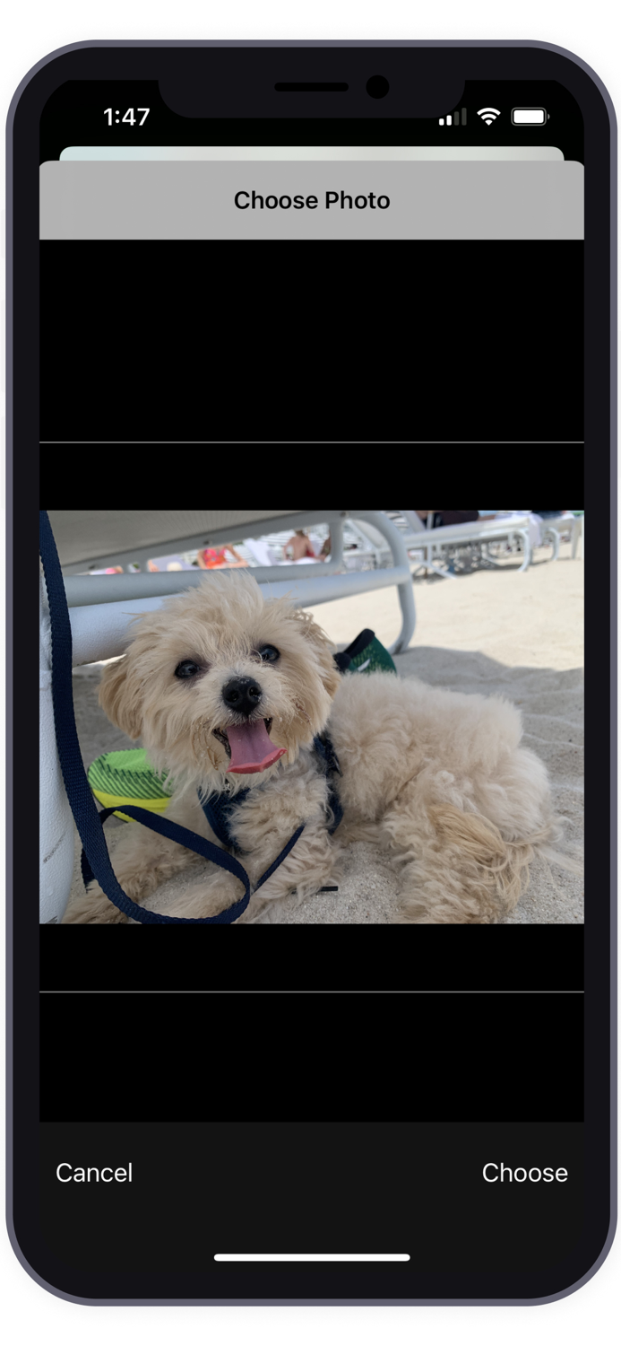 Pet Mood Detector AI Analysis