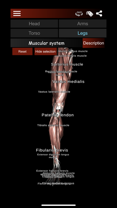 Muscular System 3D (anatomy) Screenshot