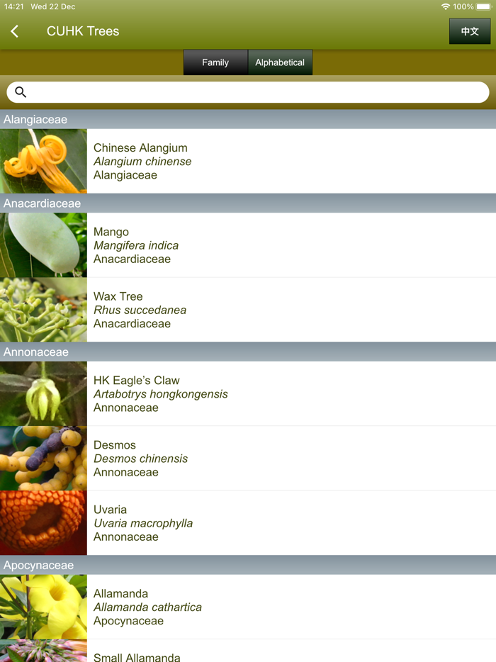 中大樹  Trees of CUHK