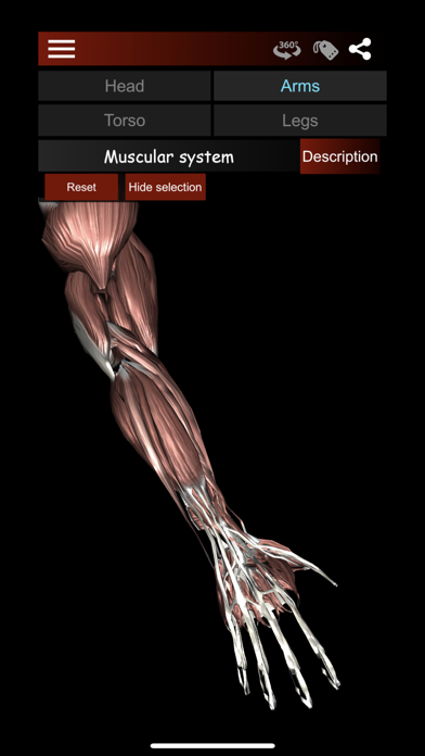 Muscular System 3D (anatomy) Screenshot
