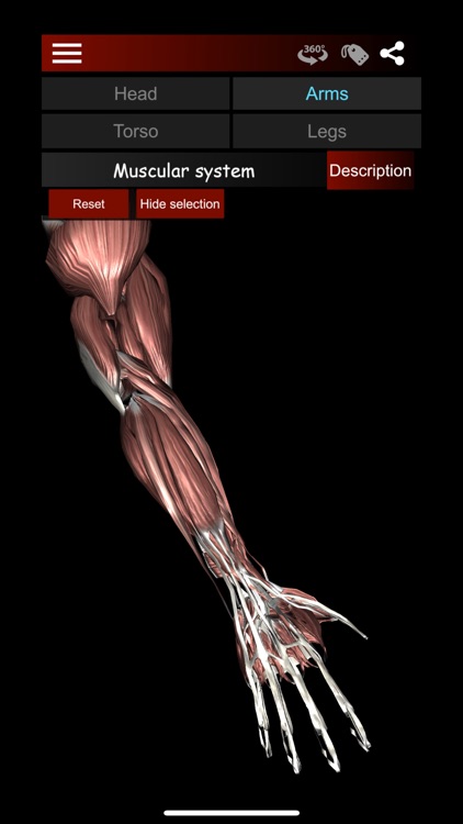 Muscular System 3D (anatomy)