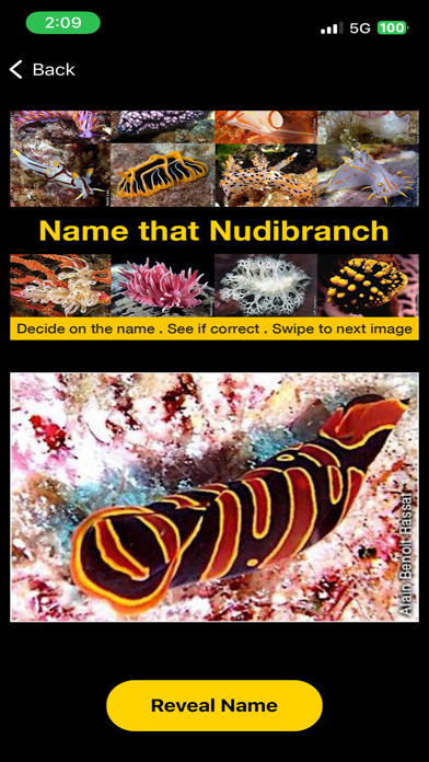 Name that Nudibranch Screenshot
