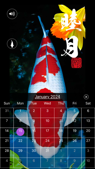 錦鯉四季暦　～にしきごいしきごよみ～ Screenshot