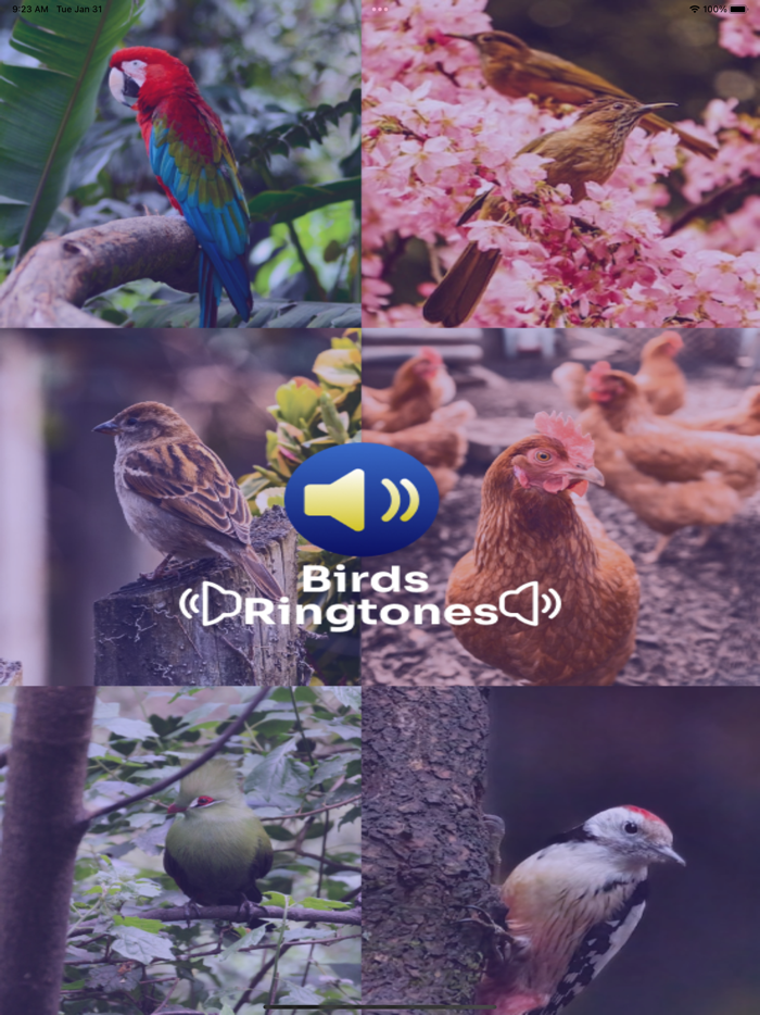 Birds Ringtones