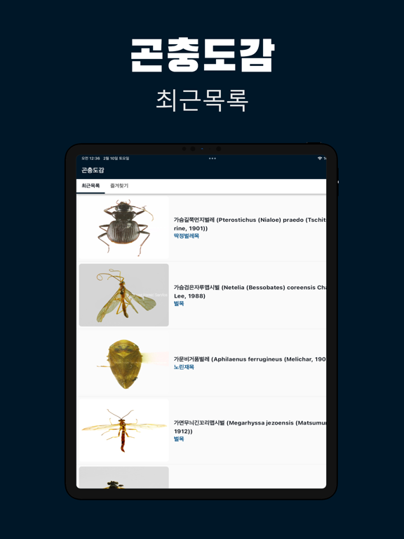 파브르 곤충도감 - 곤충 정보 백과사전
