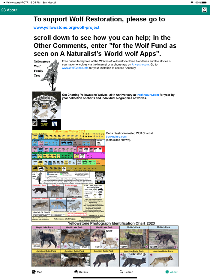 Yellowstone Wolves 2023