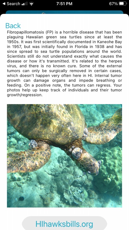 HI Hawksbill Conservation screenshot-6