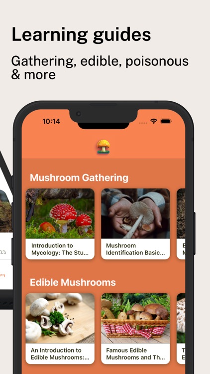 Mushroom Identifier Pro