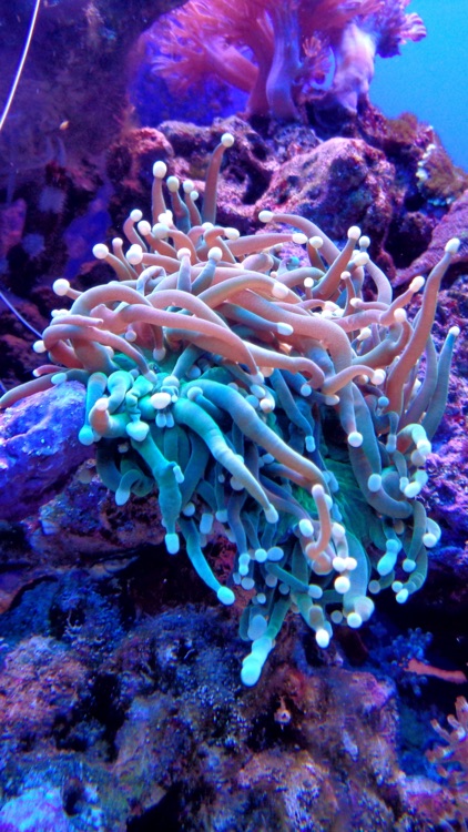 Aquarium Backgrounds