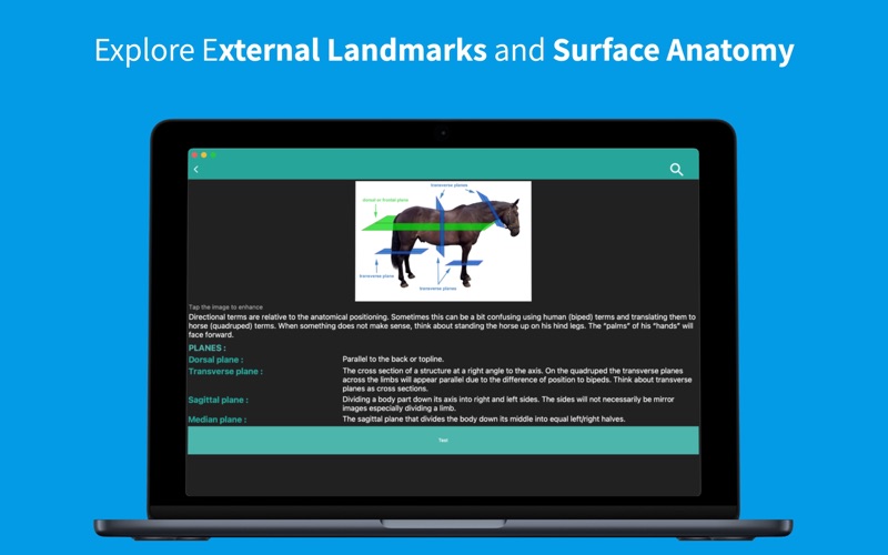 Equine Anatomy Learning Screenshot
