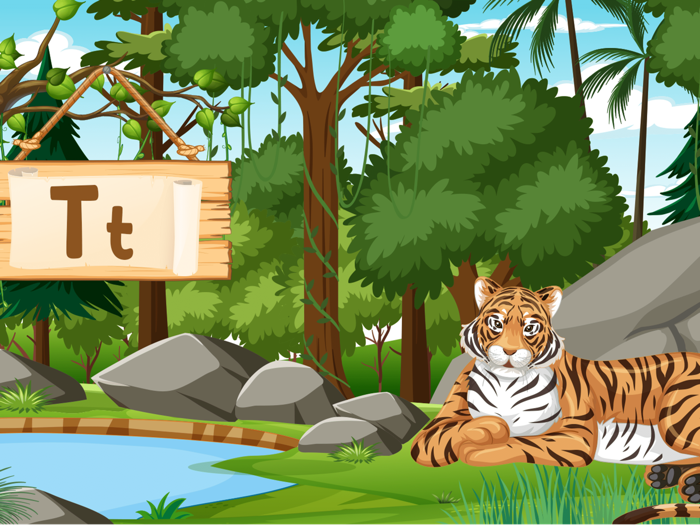 ABC  Alphabet Jungle Animals