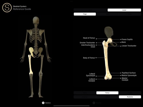 Anatomy Reference Guideのおすすめ画像6