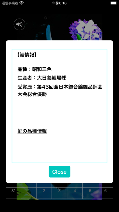 錦鯉四季暦　～にしきごいしきごよみ～ Screenshot