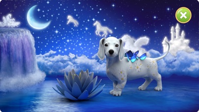 Puppy Tony トニー - ダックスフントの子犬のおすすめ画像10