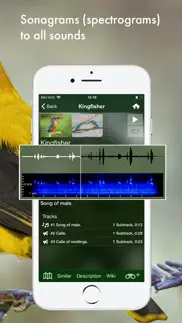 bird songs europe north africa iphone screenshot 2