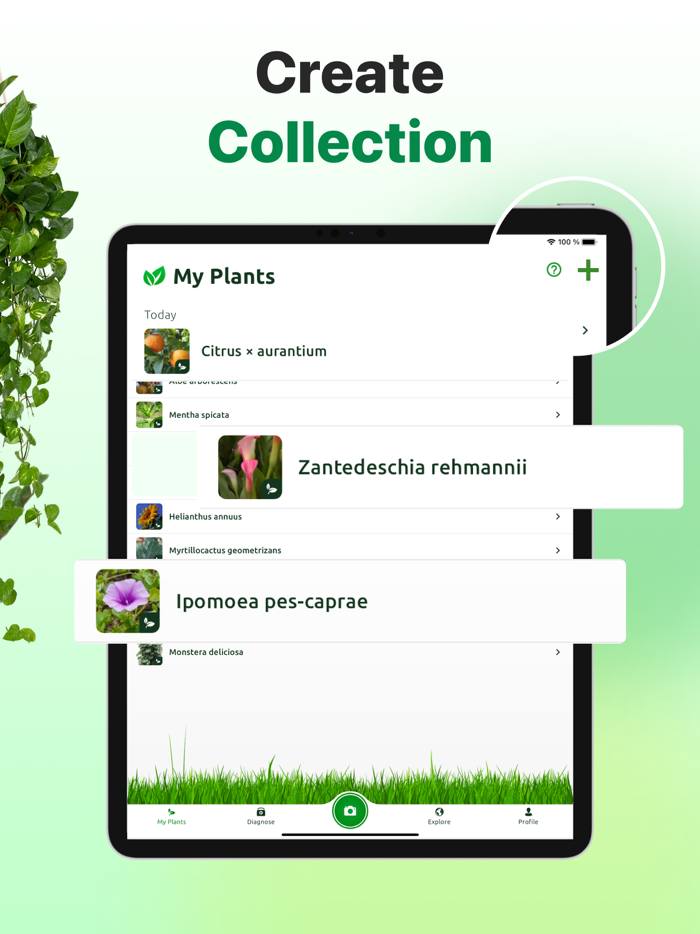 Plant ID Nature Identifier AI