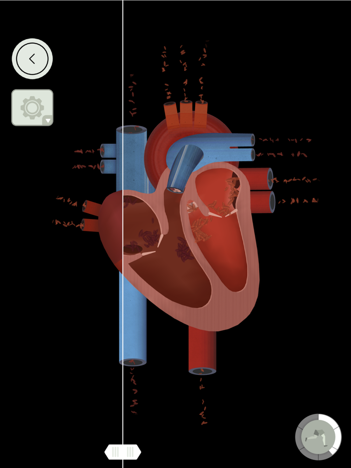 The Human Body by Tinybop